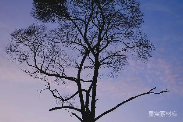 黄昏天空中裸树的轮廓