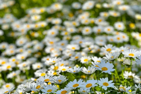 一片白花与黄花开满的田野