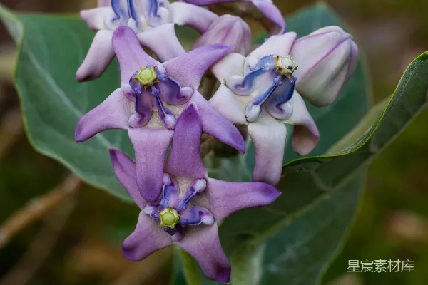 花园里紫色的花和绿色的叶子