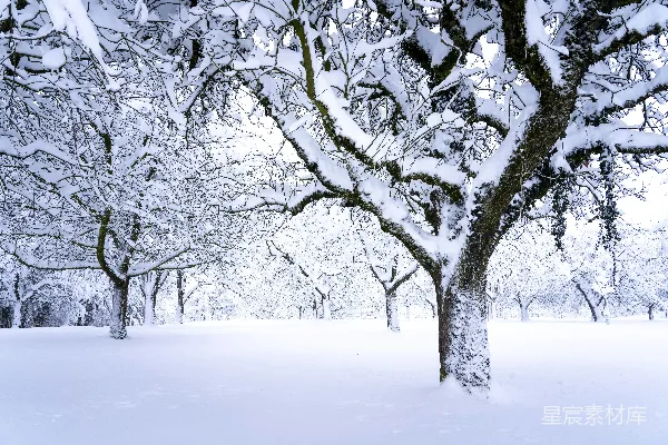雪地上的光秃秃的树