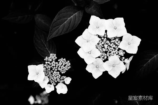 高清摄影 白花绿叶
