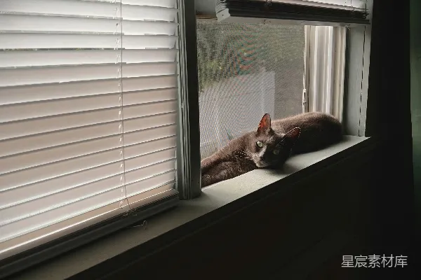 一只猫坐在窗台上