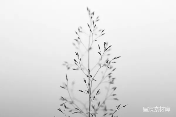 高清摄影 一张极简风格的草地照片，背景为白色。