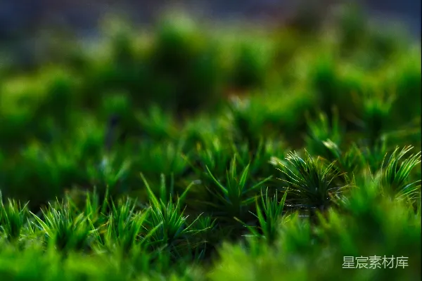 前景上生动的绿色苔藓，背景模糊。