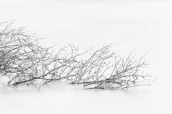 高清摄影 树枝上覆盖着积雪。