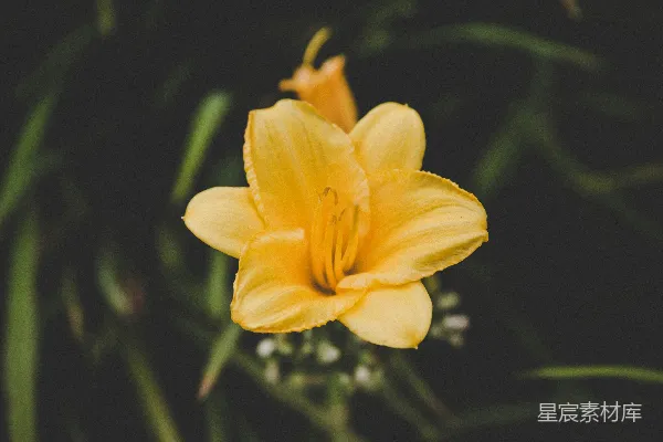 倾斜镜头下的黄色花朵