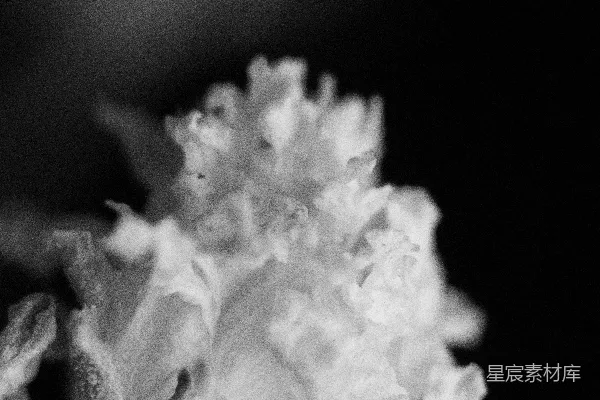 高清摄影 黑色背景中的白花