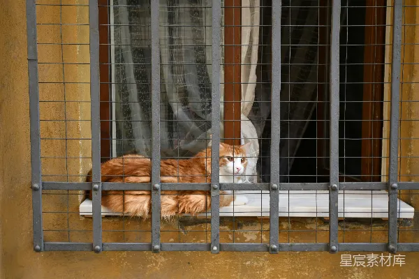 一只橙白相间的猫坐在窗台上