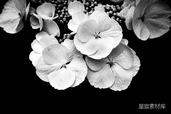 高清摄影 白色和绿色的花瓣