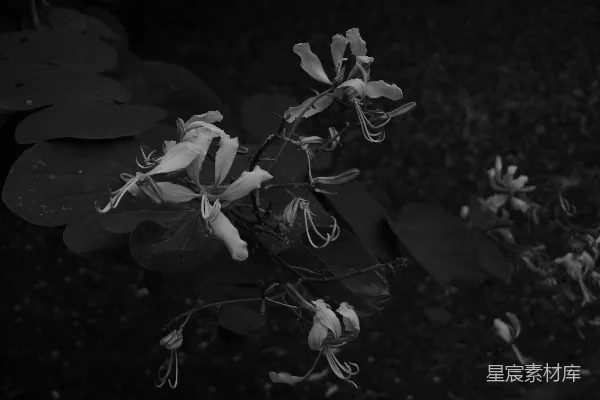 高清摄影 一张黑白照片，展示了一些花朵。