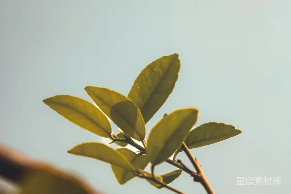 一棵树上长着绿色树叶的一枝