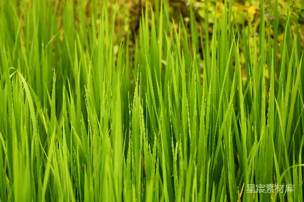 一片绿草地上特写