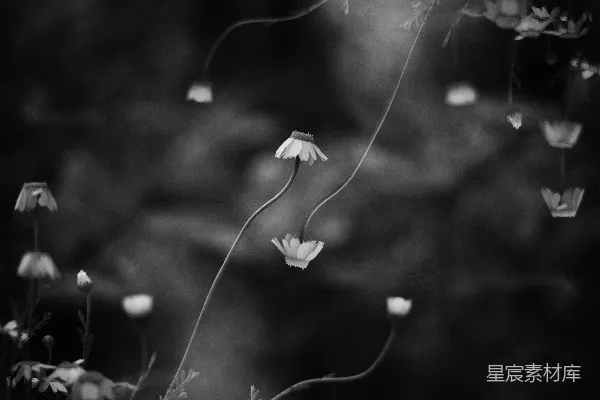 高清摄影 黑白相间的弯曲茎的雏菊。