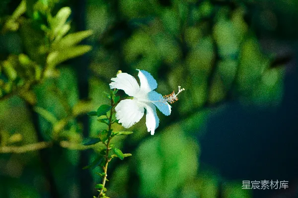 花上的蜜蜂