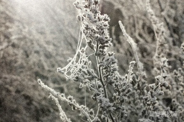 高清摄影 一张黑白照片，展示了一丛覆盖着雪的灌木。