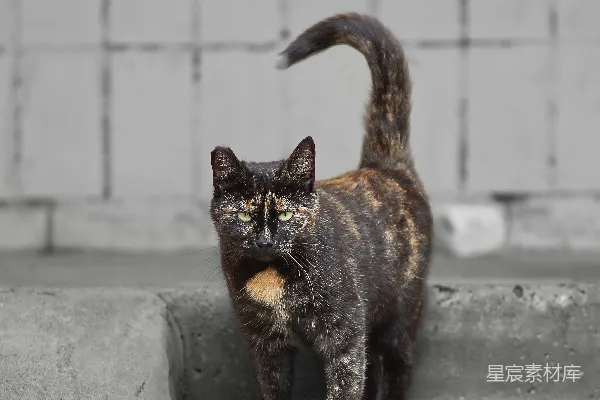 一只玳瑁猫站在台阶上。