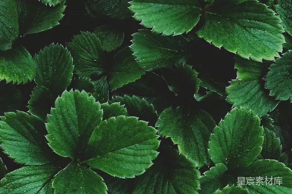 一棵植物的特写镜头，叶片是绿色的