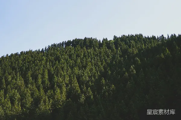 白天绿树下的白云天空