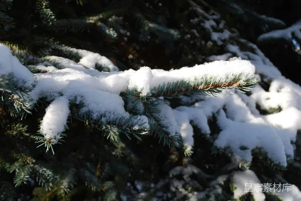 一棵松树上覆盖着白雪的枝丫