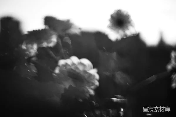 高清摄影 模糊的花朵与明亮的天空对比