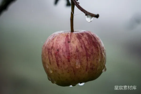 苹果水果
