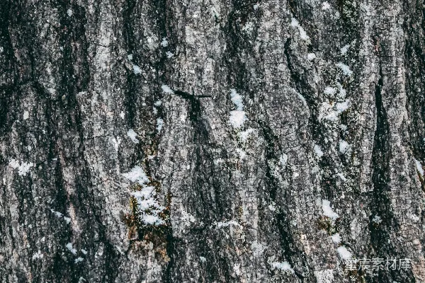树干上的近景，上面覆盖着白雪
