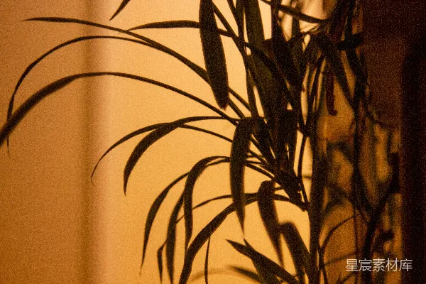 高清摄影 一张植物的特写照片，背景是一堵墙。