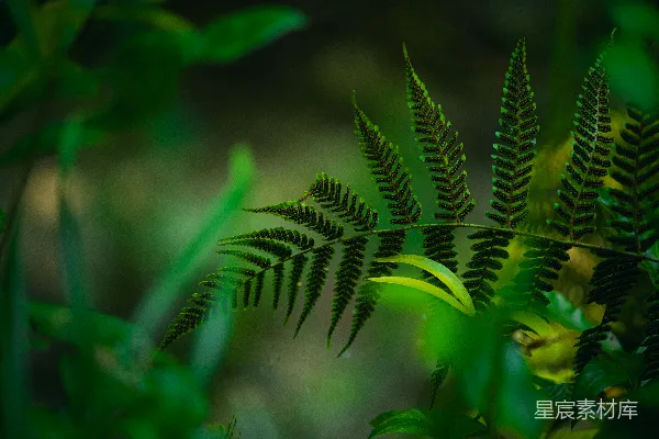 高清摄影 绿色蕨类植物的特写摄影