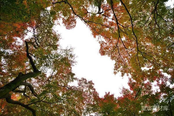 白天绿树和棕榈树在一片白色天空下的景象