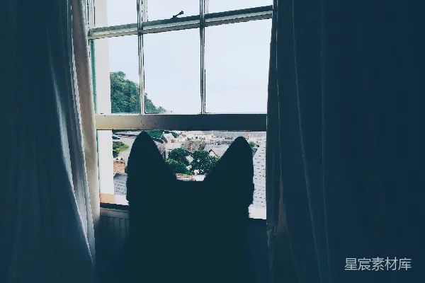 一只猫坐在窗前望着窗外