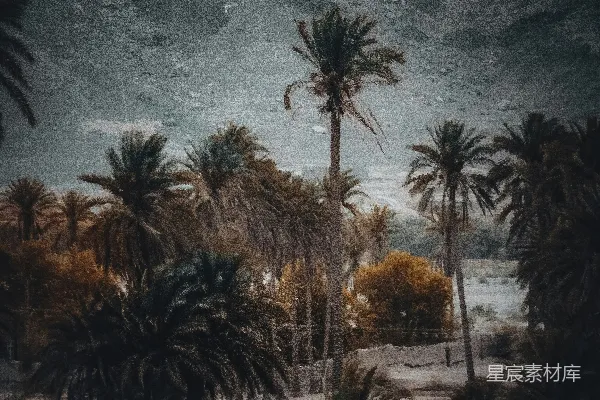 高清摄影 棕榈树和背景中的山脉