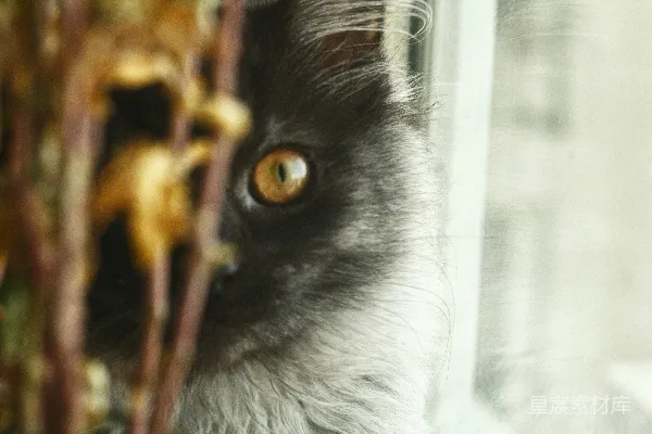 高清摄影 灰色的猫在玻璃窗附近