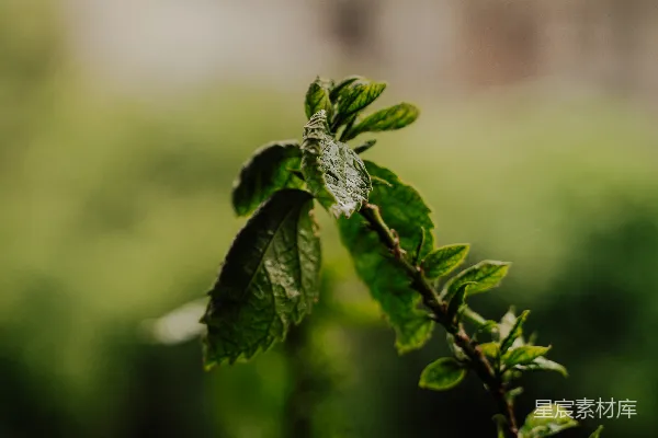 高清摄影 一株绿叶植物在建筑物前
