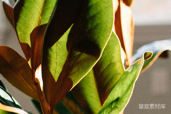 高清摄影 白色花盆中的绿色植物