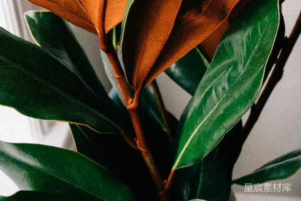 高清摄影 绿色和棕色植物的特写摄影