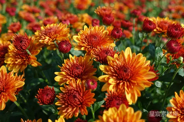 高清摄影 红黄相间的花瓣特写摄影