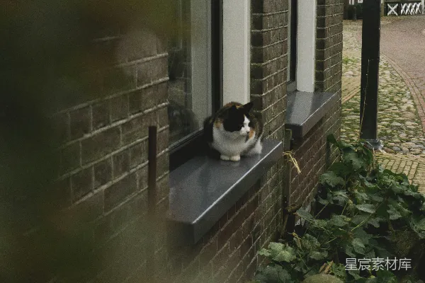 窗台上的一只猫