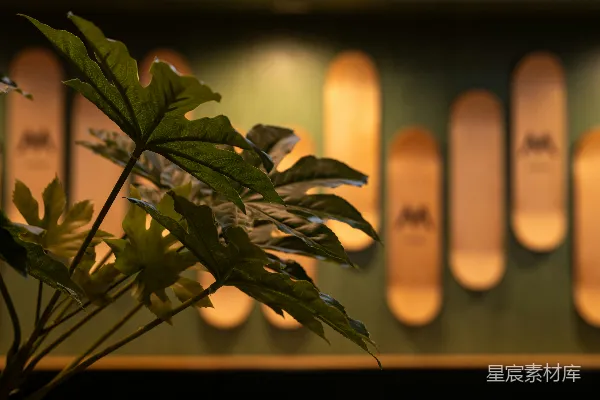高清摄影 一排滑板前面的一株植物