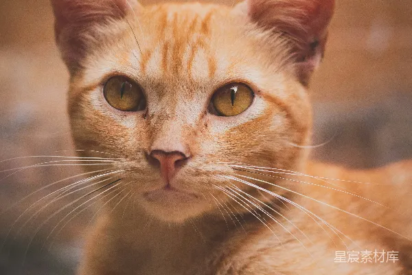 高清摄影 一只猫躺在地上的特写镜头