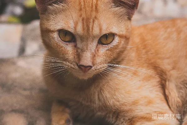 高清摄影 一只橘色的猫躺在岩石上。