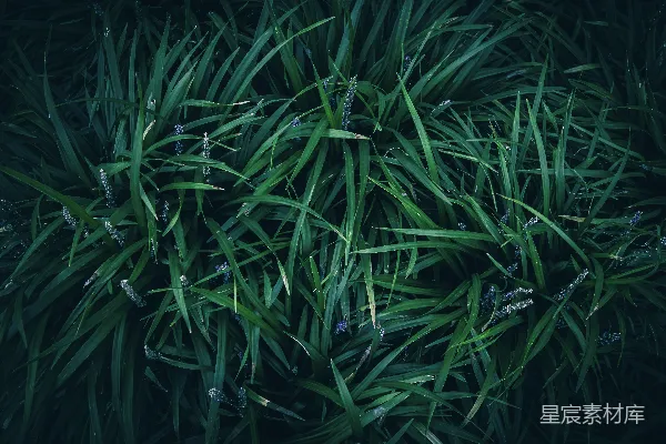 充满绿草叶片的特写镜头，带有阴影。