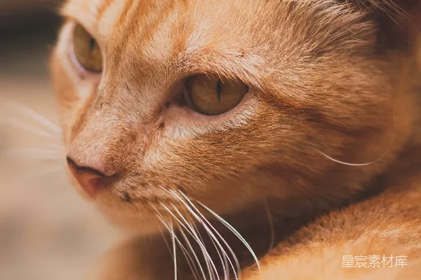 高清摄影 一只猫躺在地上的特写镜头