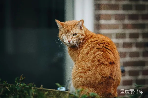 高清摄影 橙色虎斑猫在绿色植物上