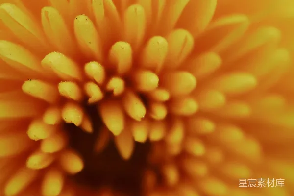 一朵花的特写镜头