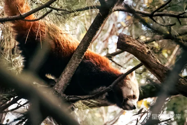 高清摄影 一只红熊猫正爬着树枝向上爬。