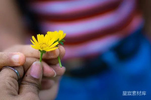 高清摄影 一只手拿着一朵黄色的花。