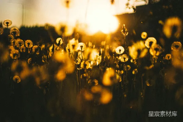 高清摄影 一组花