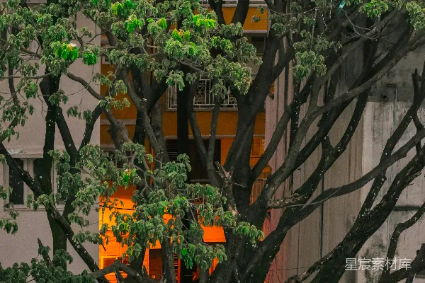 高清摄影 一栋建筑前面有一棵大树