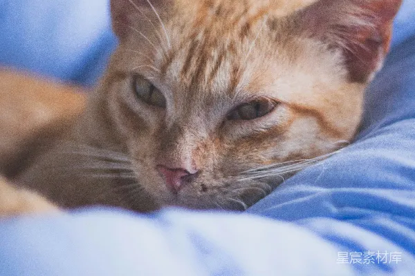 高清摄影 一只猫咪躺在床上的特写镜头