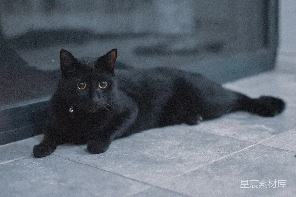黑猫卧白地砖上